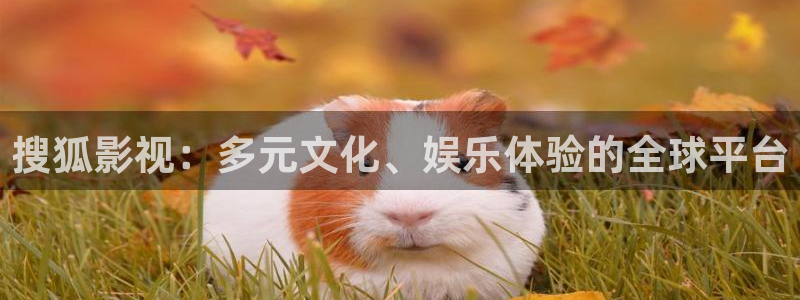 桔子.tv